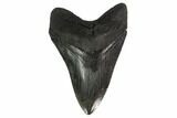 Fossil Megalodon Tooth - South Carolina #135930-1